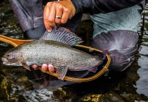 Fly-fishing Pic of Grayling shared by Alexander Lexén – Fly dreamers 