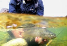  Foto de Pesca con Mosca de Trucha marrón compartida por Rogerio "JAMANTA" Batista – Fly dreamers