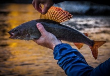 Fly-fishing Photo of Grayling shared by Alexander Lexén – Fly dreamers 