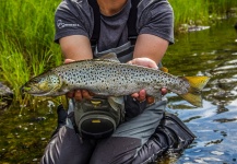 Fly-fishing Pic of Brown trout shared by Alexander Lexén – Fly dreamers 