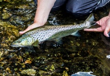 Fly-fishing Picture of Brown trout shared by Alexander Lexén – Fly dreamers