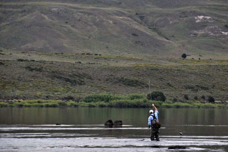 Boca del Chimehuin - Atlantic landlocked salmon + Brown and rainbow trout