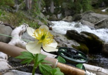 Cool Fly-fishing Situation of Cutthroat - Picture shared by Brett Macalady – Fly dreamers