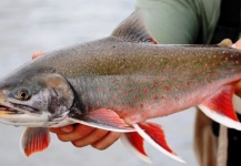 Joel Björn 's Fly-fishing Pic of a Arctic Char – Fly dreamers 