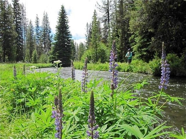 Brookie and rainbow fishing in a meadow with blooming lupines on the upper Deschutes River, Oregon.