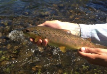  Fotografía de Pesca con Mosca de Loch Leven trout German por Travis Vernon – Fly dreamers 