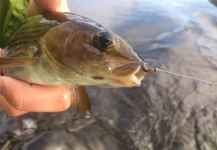  Imagen de Pesca con Mosca de Grayling compartida por Joel Björn – Fly dreamers