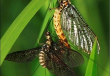  Otra Genial imagen de Entomología y Pesca con Mosca - Jose H. Weigand – Fly dreamers