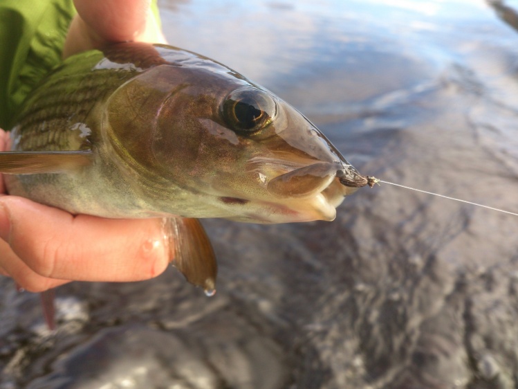 an October grayling caught in the norhern sweden on a smal beetle!