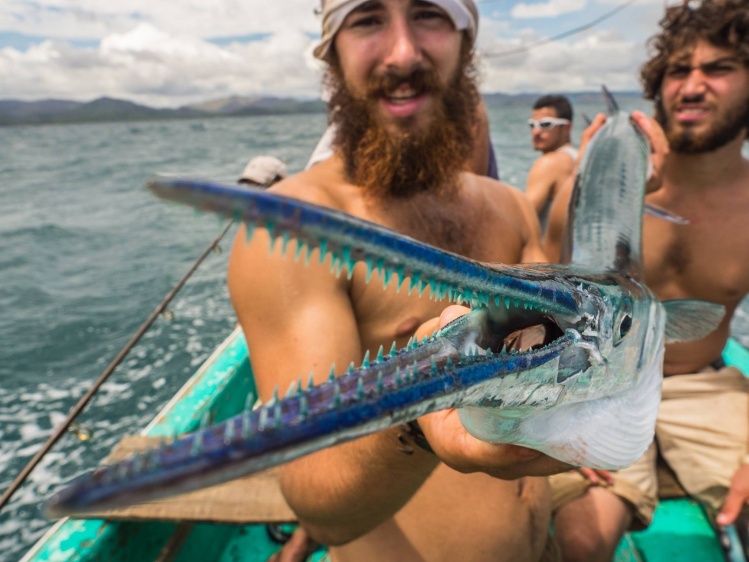 Needlefish, Costa Rica.