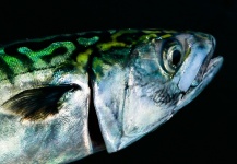 Brant Fageraas 's Fly-fishing Catch of a Spanish Mackerel – Fly dreamers 
