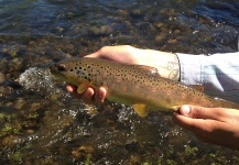 Travis Vernon 's Fly-fishing Picture of a European brown trout – Fly dreamers 