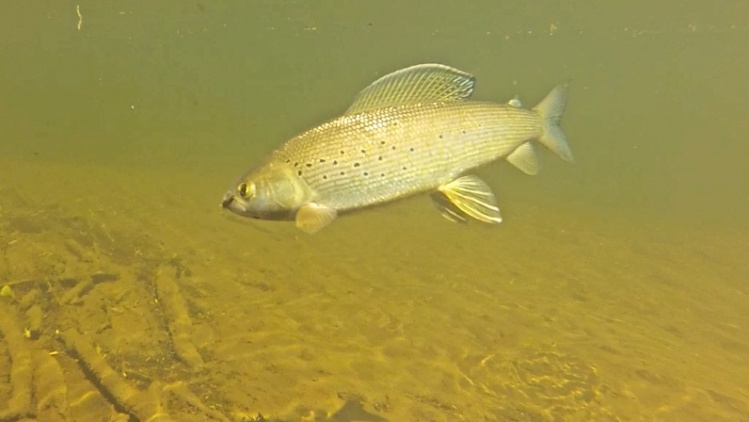 Grayling, Carnation Creek, AK 