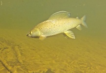 Branden Hummel 's Fly-fishing Photo of a Grayling – Fly dreamers 