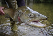 Mehdi EL BETTAH 's Fly-fishing Photo of a Brown trout – Fly dreamers 