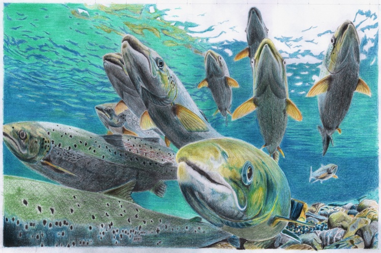 Atlantic Salmon migration drawing: "PATHFINDERS"
