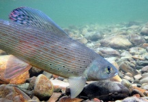 Tomasz Talarczyk 's Fly-fishing Catch of a Grayling – Fly dreamers 