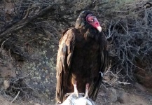 Gettin Mean Mugged by a Turkey Vulture 