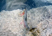  Fotografía de Pesca con Mosca de Golden Trout compartida por Branden Hummel – Fly dreamers