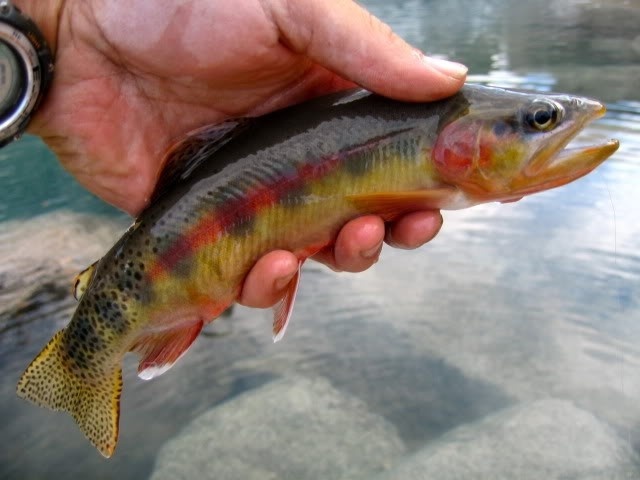 Golden trout, Sawtooths, Idaho