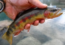 Fly-fishing Picture of Golden Trout shared by Branden Hummel – Fly dreamers