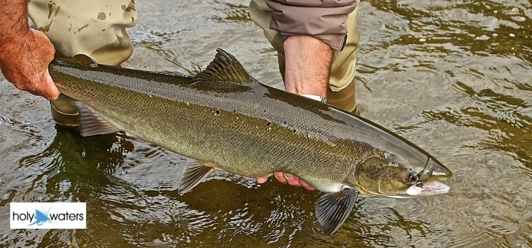 Irish Salmon