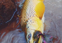  Fotografía de Pesca con Mosca de Trucha marrón por Duranglers Flies And Supplies – Fly dreamers 