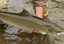 Peter Kaal 's Fly-fishing Picture of a Salmo salar – Fly dreamers 