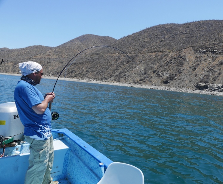 Battle with roosterfish.
Baja, Mexico, May 2013