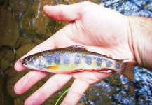  Imagen de Pesca con Mosca de Trucha de arroyo o fontinalis por Brad Billings – Fly dreamers