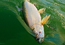 Robert Rabiner 's Fly-fishing Catch of a Tarpon – Fly dreamers 