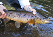 Fly-fishing Pic of Brown trout shared by Fernando Rodriguez Mera – Fly dreamers 