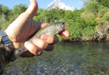 Fly-fishing Pic of Rainbow trout shared by Fernando Rodriguez Mera – Fly dreamers 