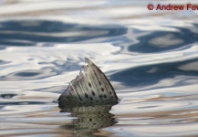  Imagen de Pesca con Mosca de Trucha arcoiris compartida por Andrew Fowler – Fly dreamers