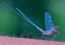Scott Furushima 's Fly-fishing Entomology Photo – Fly dreamers 