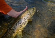  Fotografía de Pesca con Mosca de English trout por Alex Blouin – Fly dreamers