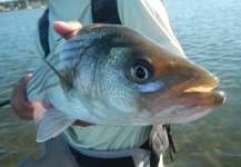  Fotografía de Pesca con Mosca de Striper por Alex Blouin – Fly dreamers