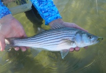 Alex Blouin 's Fly-fishing Catch of a Striper – Fly dreamers 