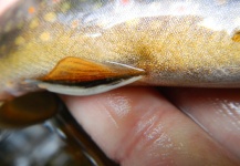 Alex Blouin 's Fly-fishing Image of a Brook trout – Fly dreamers 