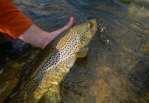 Alex Blouin 's Fly-fishing Photo of a brown trout – Fly dreamers 