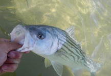 Alex Blouin 's Fly-fishing Pic of a Striper – Fly dreamers 