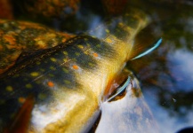 Alex Blouin 's Fly-fishing Picture of a Brook trout – Fly dreamers 
