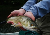 Fly-fishing Pic of Tiger Trout shared by Alex Blouin – Fly dreamers 