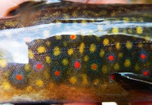 Fly-fishing Picture of Brook trout shared by Alex Blouin – Fly dreamers