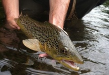 Fly-fishing Picture of Brown trout shared by Jim Misiura – Fly dreamers