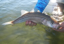 Fly-fishing Picture of Striper shared by Alex Blouin – Fly dreamers