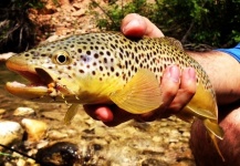 Jake Gertsch 's Fly-fishing Pic of a Brown trout – Fly dreamers 