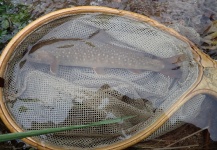 Nakamura Nobuo 's Fly-fishing Catch of a Iwana - White Spotted Char – Fly dreamers 