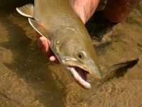 Fly fishing picture