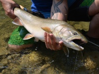 Fly fishing picture